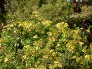 Click for large version