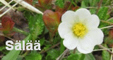 s&auml;l&auml;&auml;